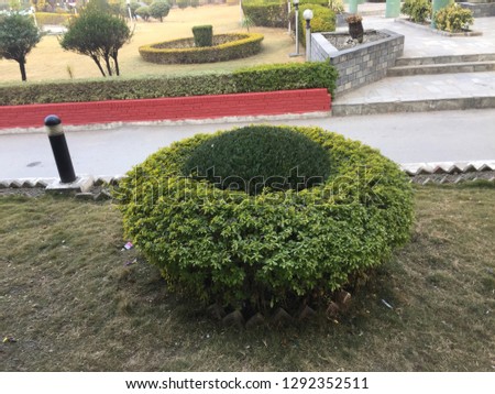 Beutiful outdoor indoor home plants,flowers.Kathmandu Jan 23/2019.