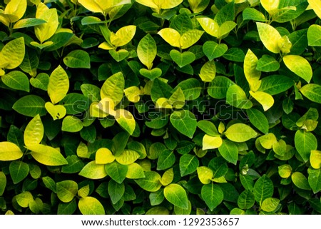 Green colours leaves Royalty-Free Stock Photo #1292353657