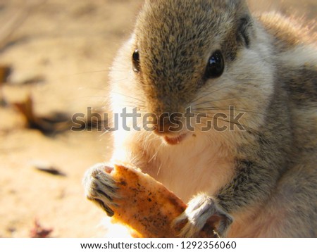 squirrel eating bread