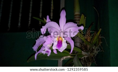 Orchid iluminated by the camera flash with blurred background
