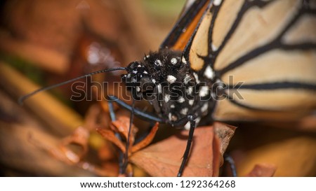 Monarch butterfly macro