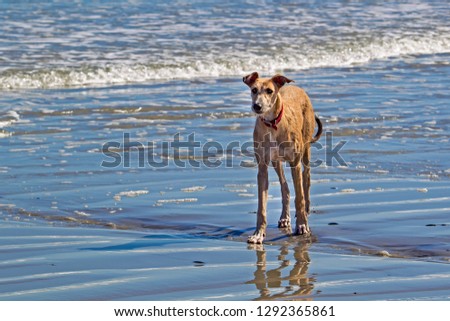 Tall Irish wolfhound crossbreed dog staring intently to one side of the picture on beach