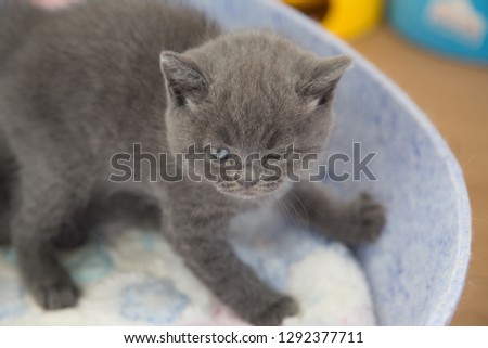 cute baby British Shorthair cat
