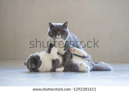 Two British short-haired cats playing, indoors