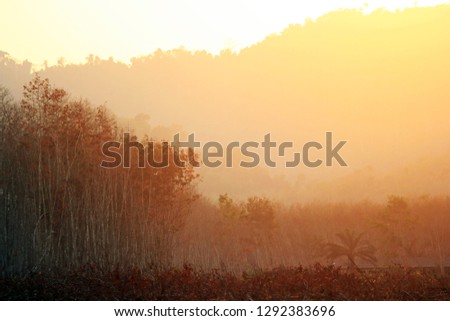 forest and mountain with sunset 