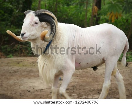 Horned white sheep