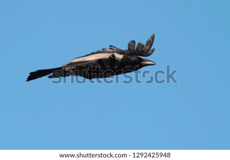 A crow flies in the blue sky, spreading its feathers on the tips of its wings like an eagle, close-up.