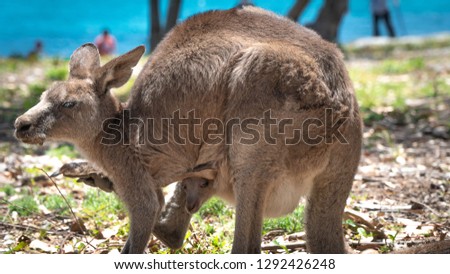 A baby Kangaroo and its mom close to a beach in Jervis Bay, New South Wales - Australia 
