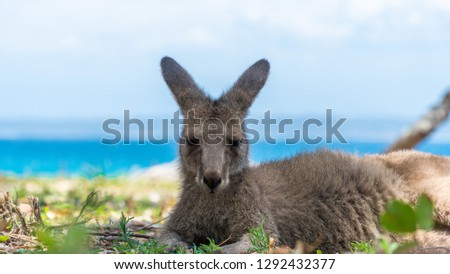 A kangaroo on a field close to a beach in a summer day in Jervis Bay, New South Wales - Australia 