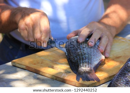 Filleting Tilapia bream caught in the Okavango delta,Botswana.Fish fillets cut outdoors on a chopping board.