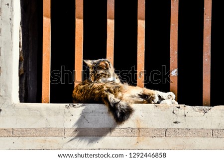 cat in front of wall, photo as background
