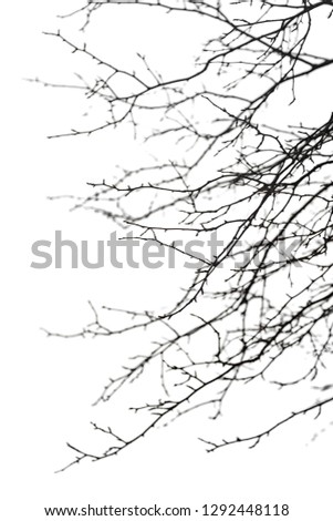 Dry bare branches isolated on white background