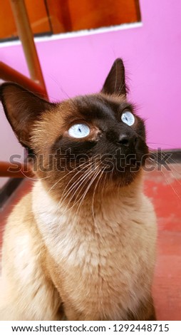 It is a siamese cat. It has the ice blue eyes and long whiskers. 