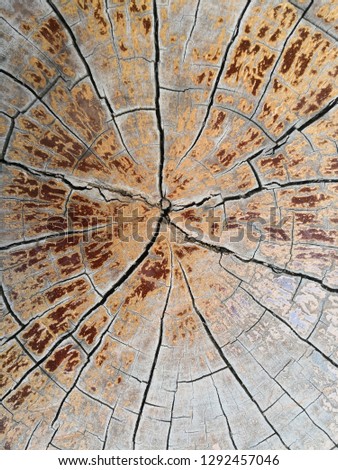 Wood texture of cut tree trunk, closeup