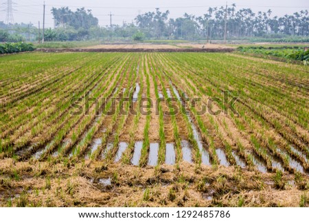 Rice field scenery planted in Taiwan countryside