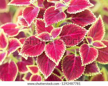 A lot of red leaves yellow edge this is beautiful leaves for decoration around house ,image using for natural and background