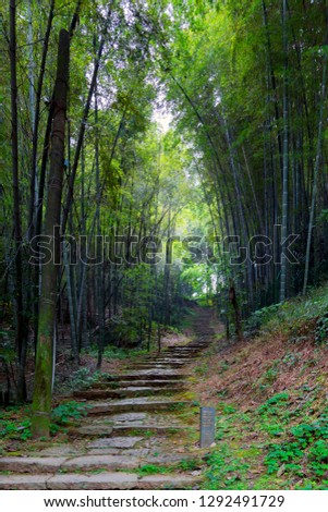 A pathway amid a bamboo grove is uphill to somewhere with interesting scenery.