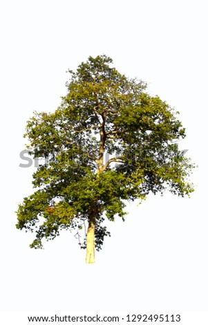 Tree image isolated on white background