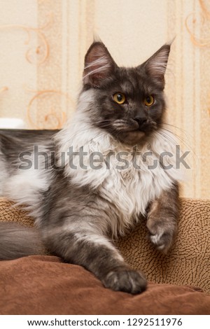 Gray and black Maine Coon cat