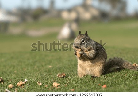 Small squirrel eating chewing nuts on green lawn in a park with trees in background and blue sky