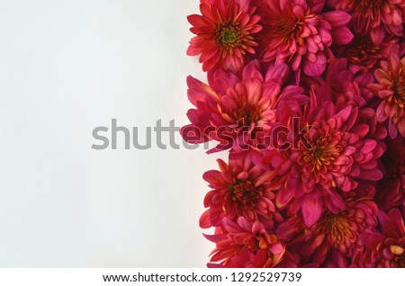 Fall floral background with deep red chrysanthemums on white.  Greeting card mockup and border. Workspace desktop flat layout with laptop and stationery with copy space. Feminine, modern styled stock.