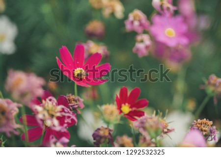 cosmos flower blooming under sunlight - Image