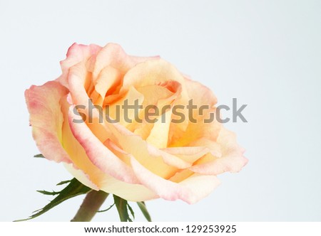  Yellow rose