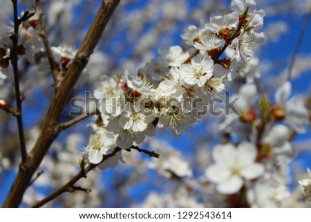 an apricot trees in blossom blue sky