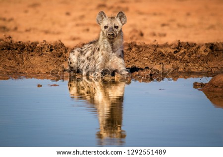 A spotted hyena (Crocuta crocuta), also known as the laughing hyena, cooling off in a water hole. South African wildlife.