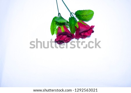 Beautiful rose for Valentine day photoshoot