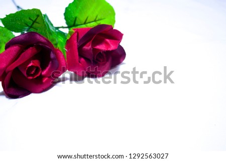 Valentine day with roses photoshoot on white background