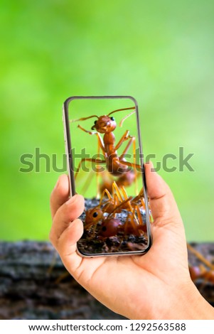 Hand holding mobile phone and take a photo Natural ant on blurred background with sunlight.