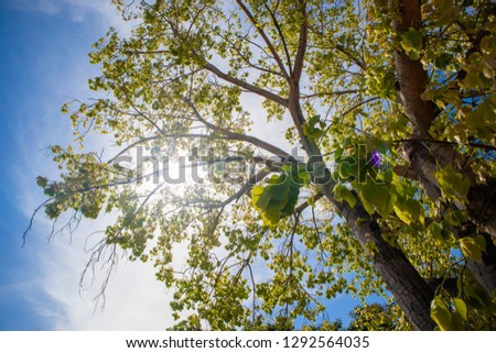 Green fresh Bodhi tree with vivid blue sky as background.