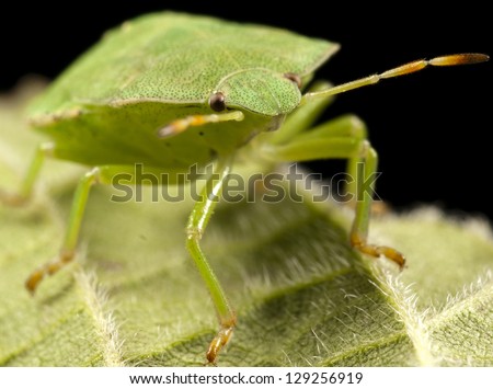 Green badbug