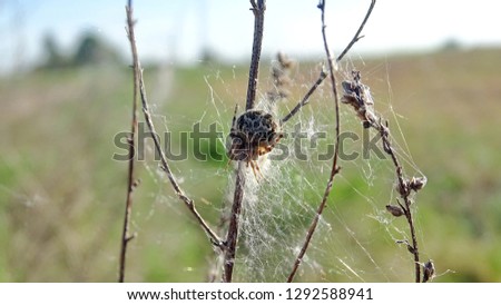 Spider in its nest on a plant
