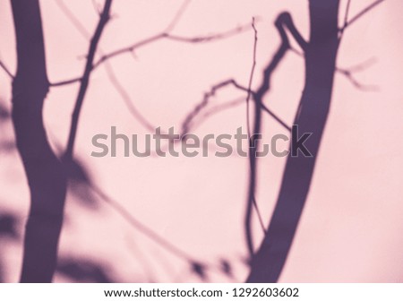 Branch  shadow on the wall, Chiangmai  Thailand