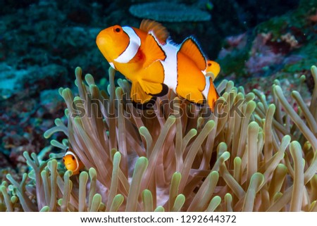 A cute family of False Clownfish (Amphiprion ocellaris) in their host anemone on a tropical coral reef