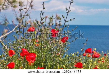 red poppy with Aegean sea view, Thassos island, Greece, wildflowers, red poppies, poppy, red, landscape, flower,