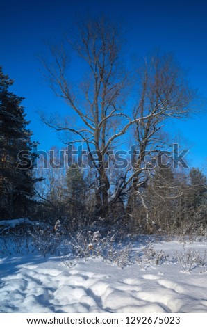 winter park landscape
