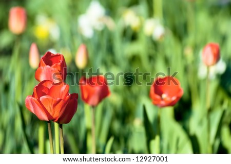 color flowers tulips macro background