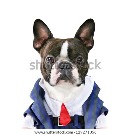 a boston terrier with a suit on