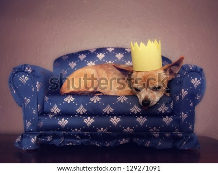 a cute chihuahua with a crown on napping on a couch