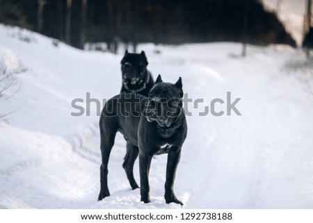 Cane Corso Black Dog Images And Stock Photos Page 3