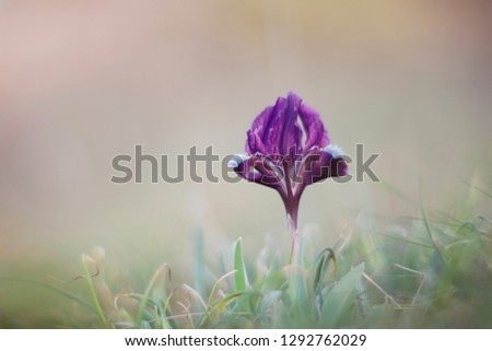 Single iris flower (Iris pumila) close up.