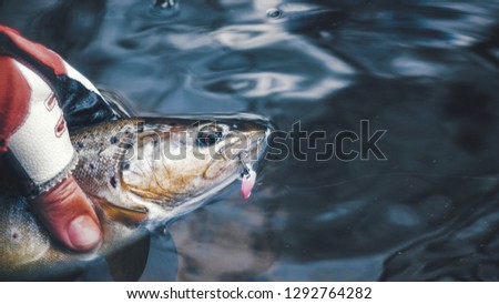 Beautiful trout caught on a hook.