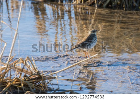 Bird at sunrise in a flooded rice field in the natural park of Albufera, Valencia, Spain. perfect natural background and water reflection