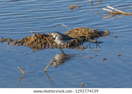 white wagtail (Motacilla alba) at sunset in a flooded rice field in the natural park of Albufera, Valencia, Spain. perfect natural background and water reflection