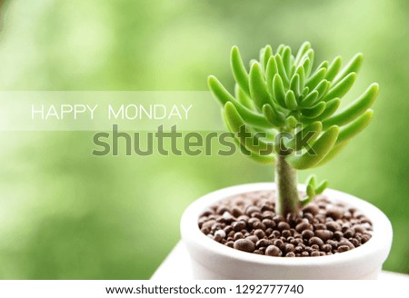 Happy MONDAY and Succulent on green nature background