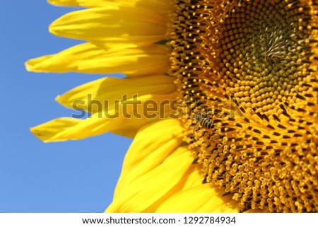 A bee in sunflower