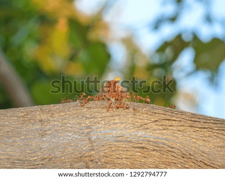 Red ants are dragging food scraps to nest on branches of tree.